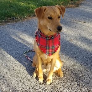 Red Plaid  Over The Collar Pet Bandana